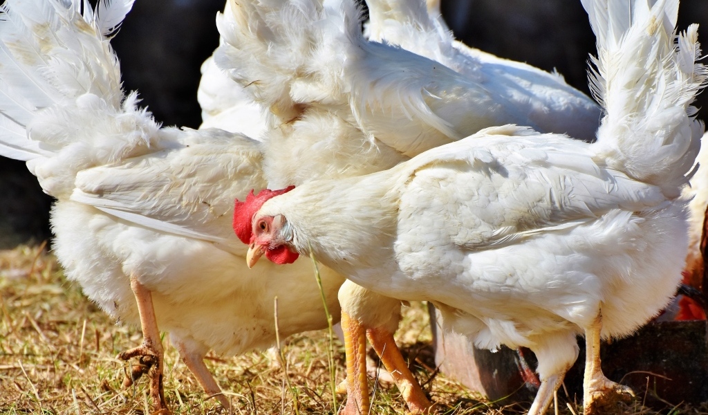 Белые домашние куры на ферме 