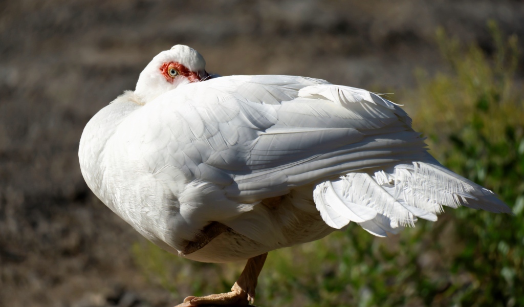 Белая утка греется на солнце