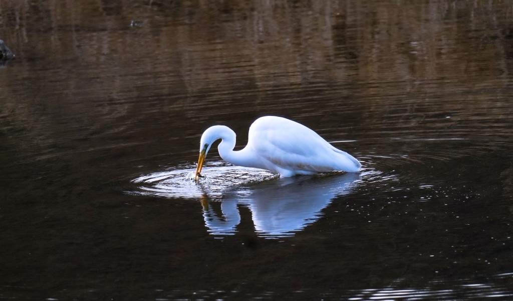 Белая цапля ловит рыбу в воде
