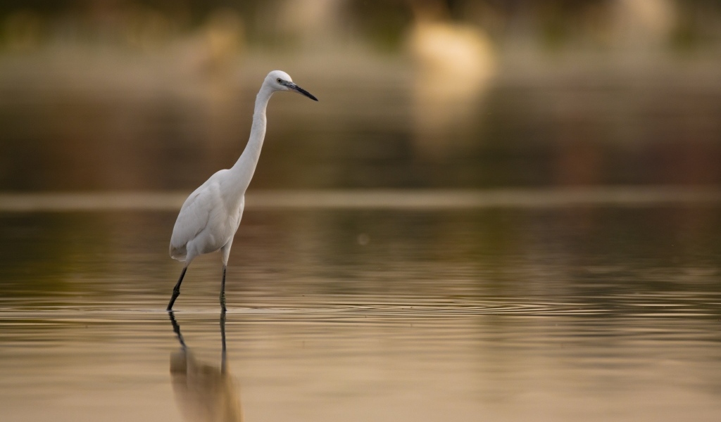 Белая цапля охотится в воде