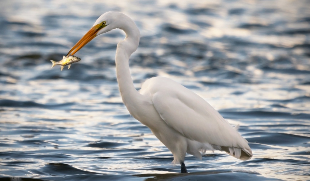Белая цапля с рыбой в клюве в воде