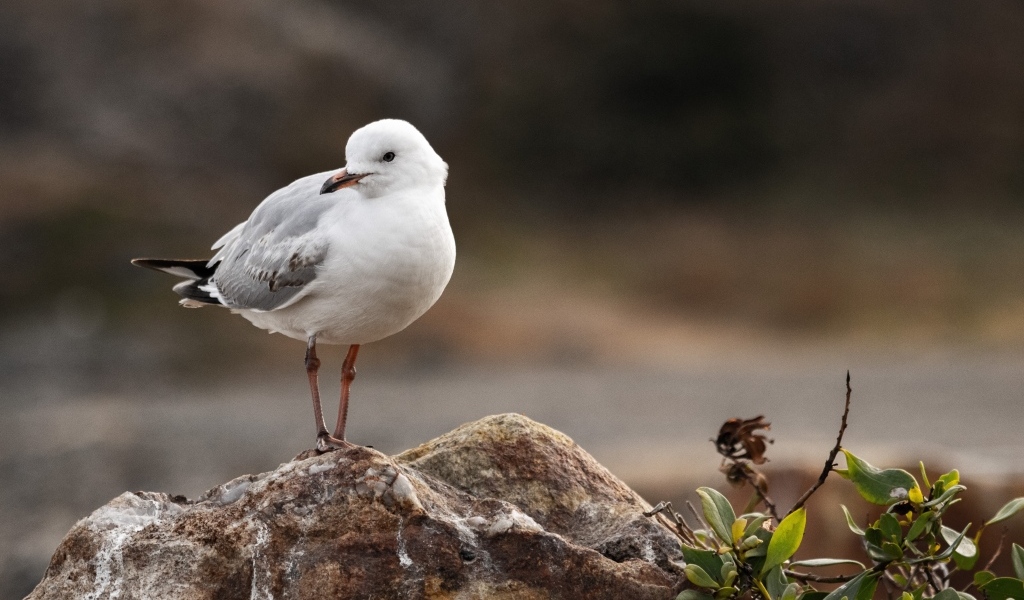 Белая маленькая чайка сидит на камне