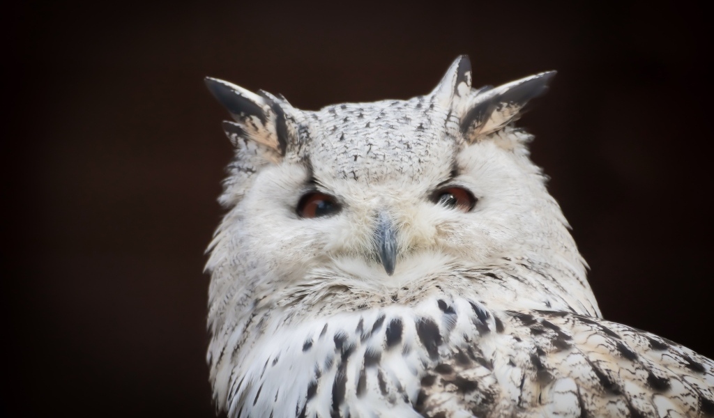 Белая сова с карими глазами на черном фоне