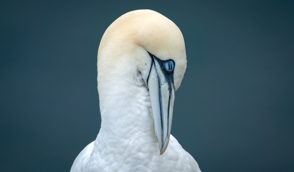 Белая чайка спит на сером фоне