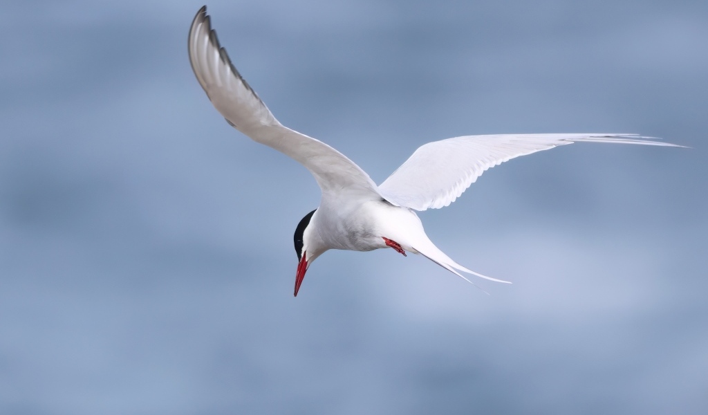 Белая чайка парит в голубом небе
