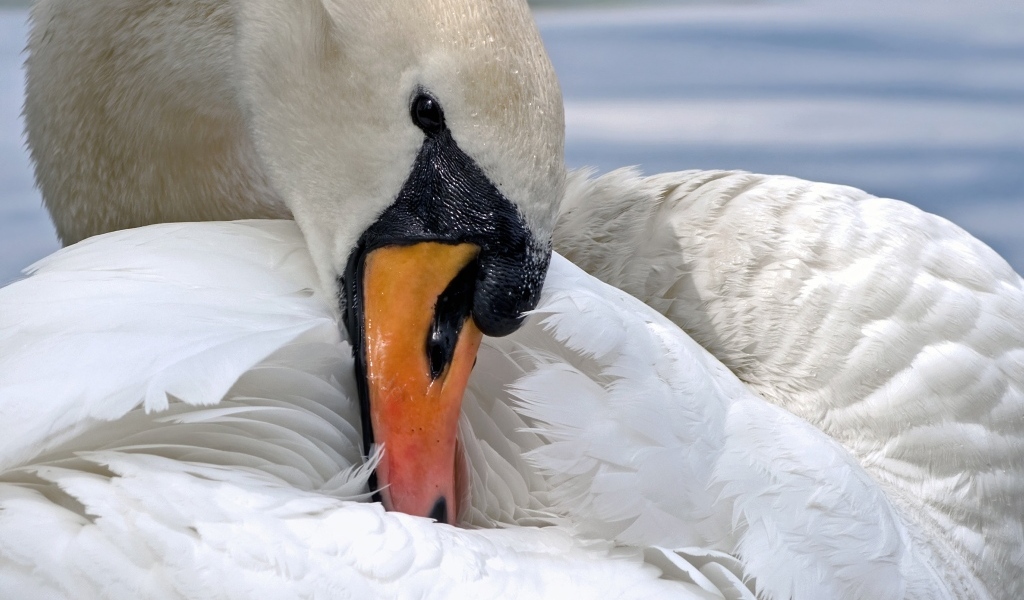 Белый лебедь прячет клюв в перья