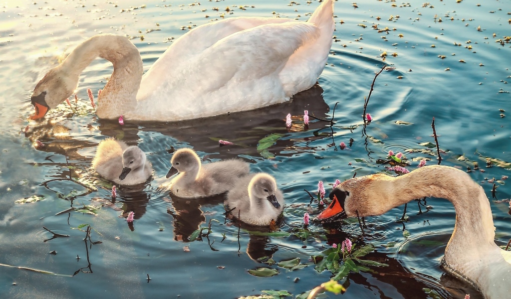Белые лебеди с птенцами в воде