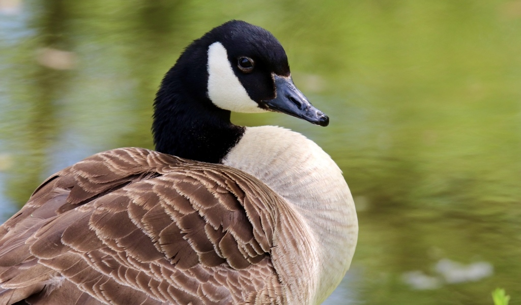 Дикий канадский гусь крупным планом