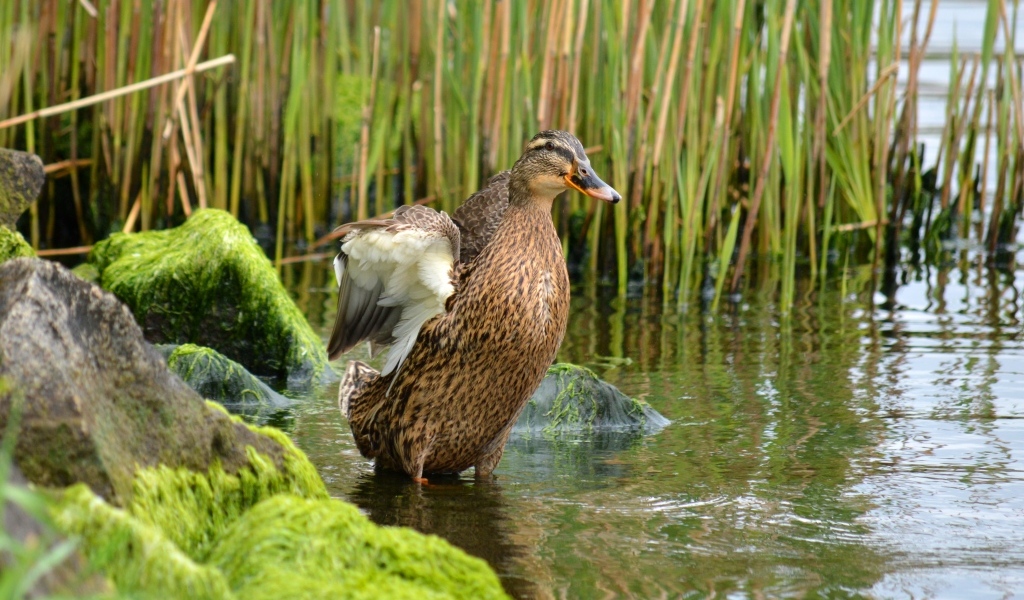 Дикая утка в воде на берегу озера