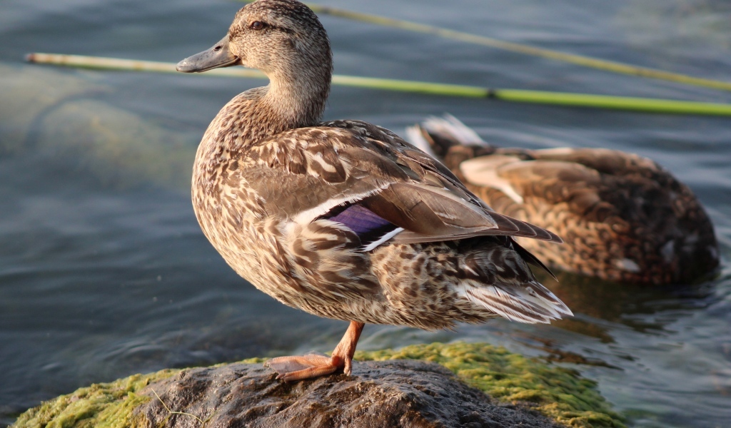 Дикая утка стоит на камне у воды