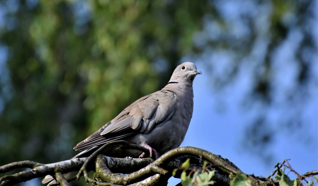 Дикий серый голубь сидит на ветке