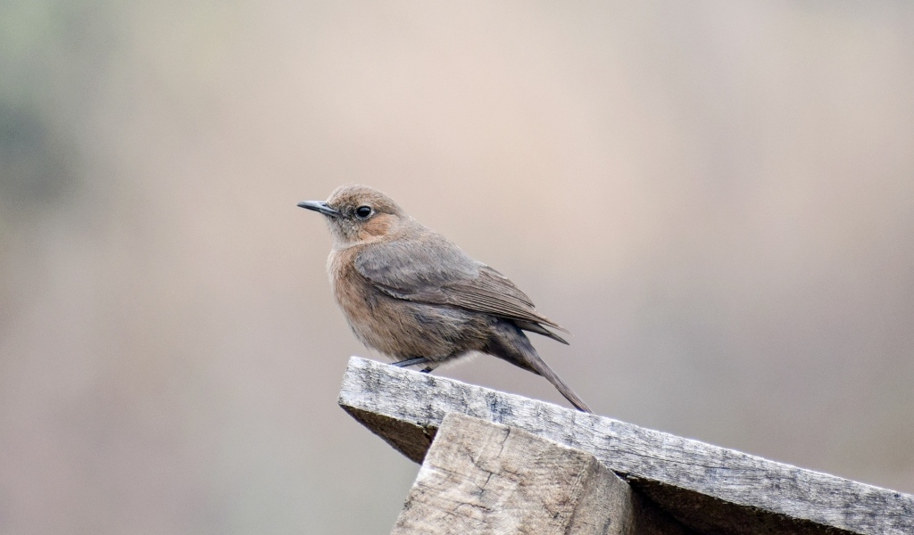 Птица крапивник сидит на  деревянной планке