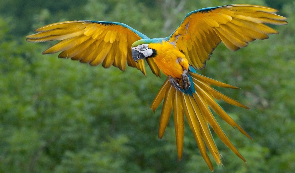Желто-голубой попугай ара парит в воздухе