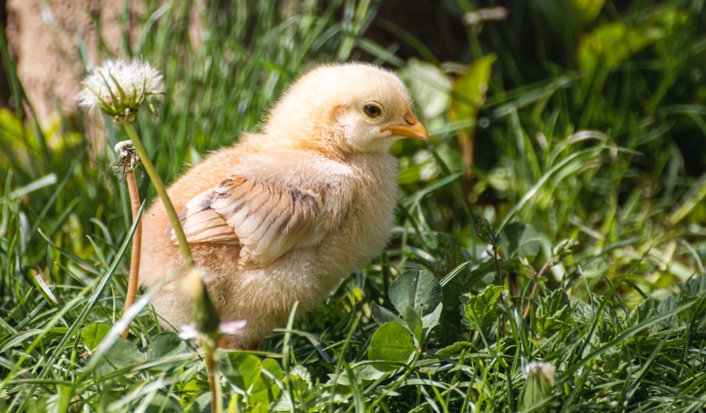 Желтый маленький цыпленок сидит в зеленой траве