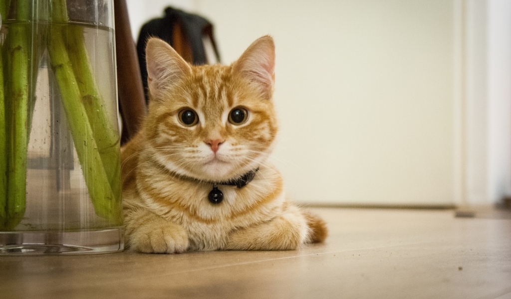 Красивый рыжий кот лежит у вазы с цветами