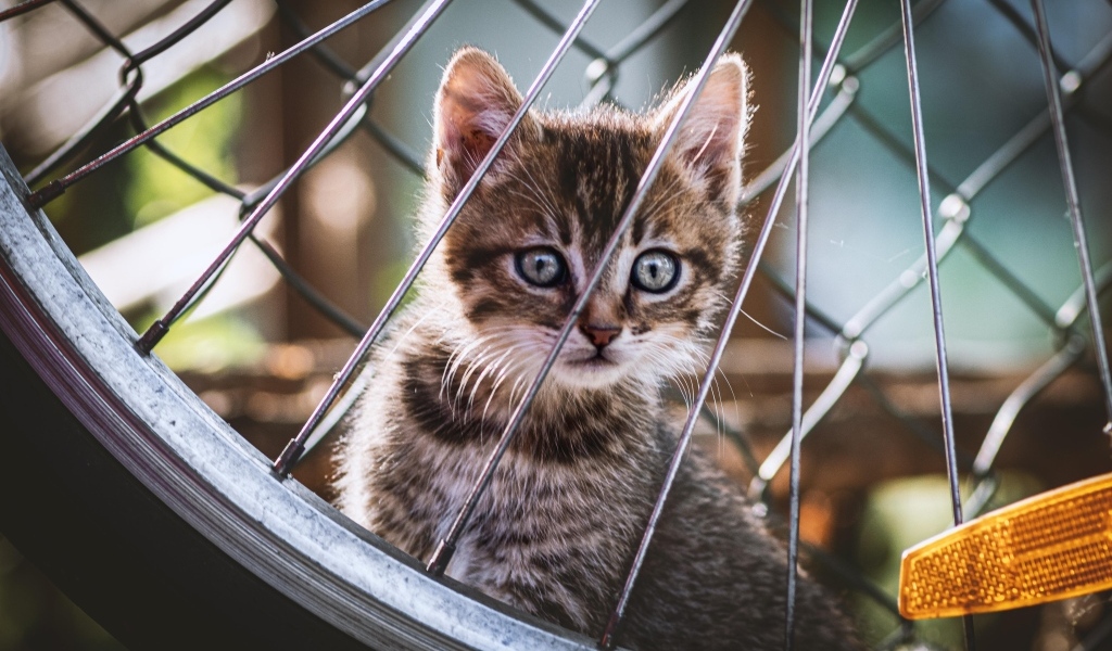 Серый маленький котенок прячется за колесом