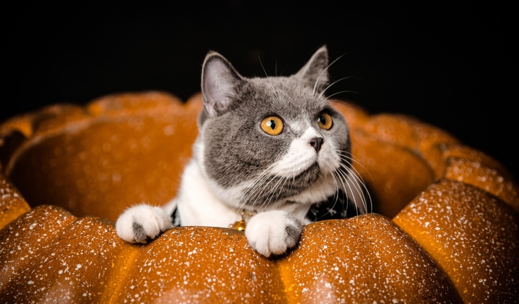 Породистый кот с желтыми глазами сидит в тыкве