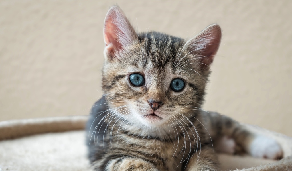 Маленький серый голубоглазый котенок лежит на лежанке