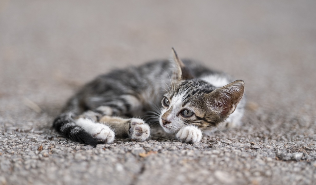 Маленький серый котенок лежит на асфальте