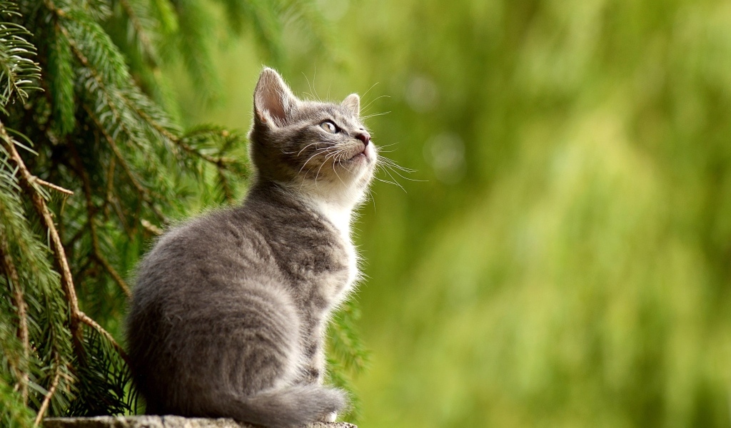 Маленький серый котенок сидит на пне у ели