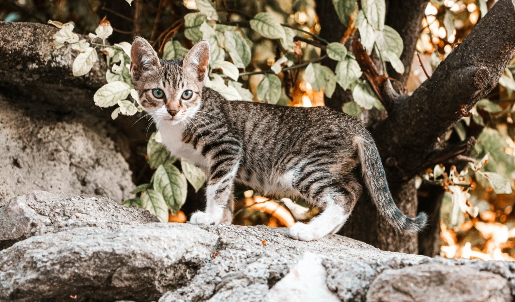 Маленький серый котенок стоит на камне