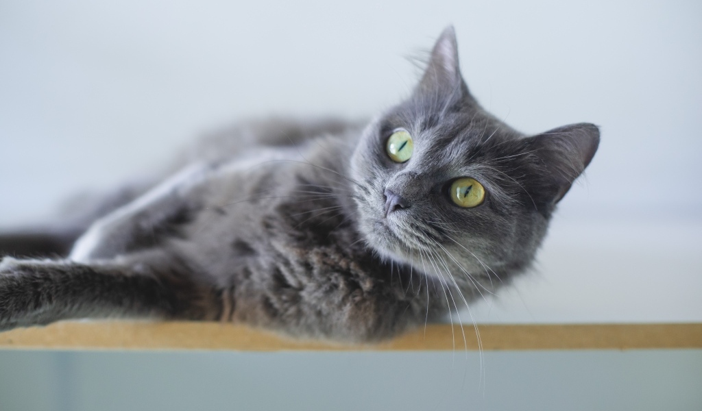 Красивый пепельный зеленоглазый кот