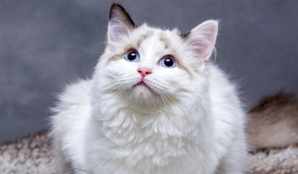Красивая пушистая голубоглазая кошка 