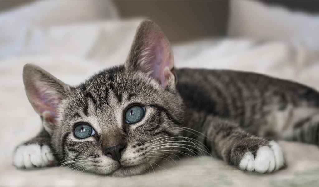 Красивый серый котенок лежит на кровати