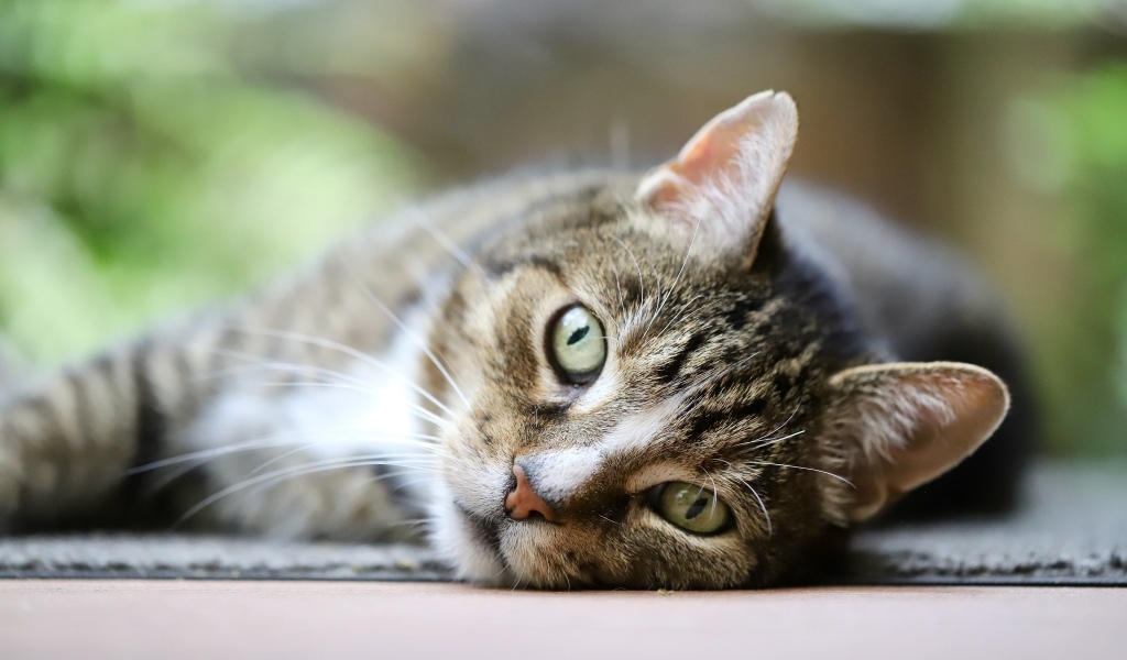 Красивый серый полосатый голубоглазый кот