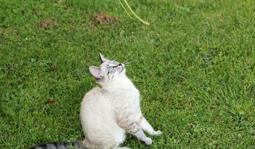 Красивая породистая кошка сидит на зеленой траве