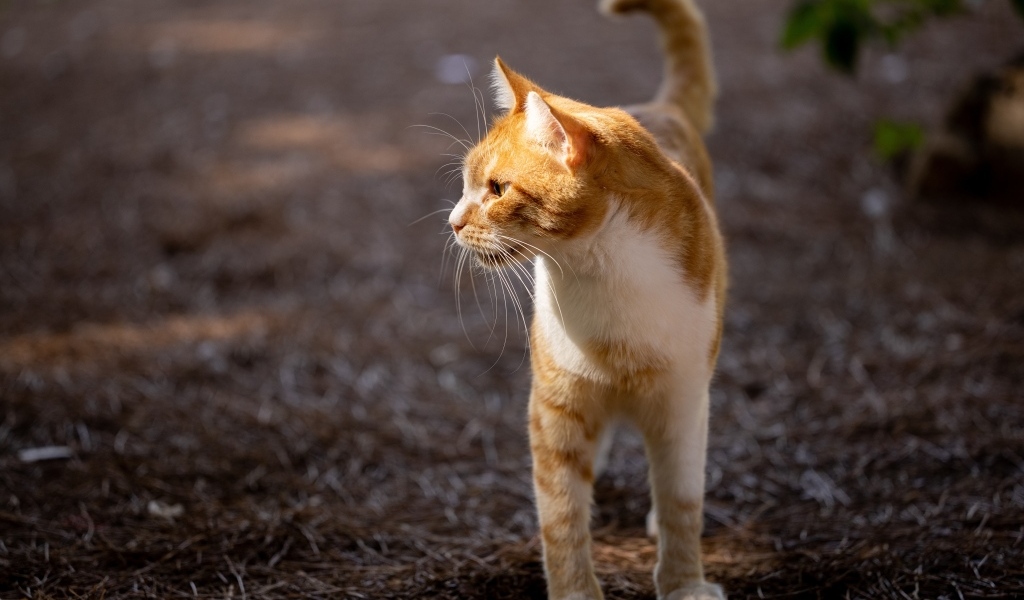 Красивый рыжий кот в лучах солнца