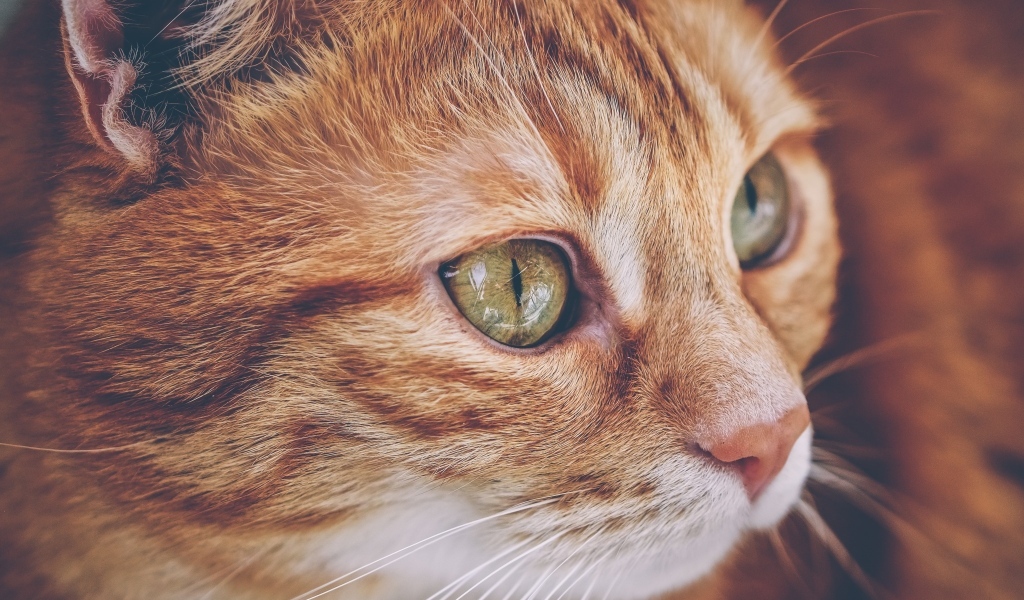 Красивый рыжий кот с большими зелеными глазами