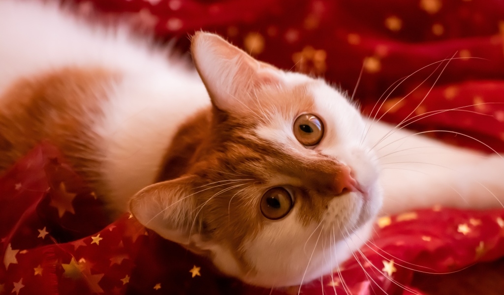 Красивые рыжие глаза у домашнего кота