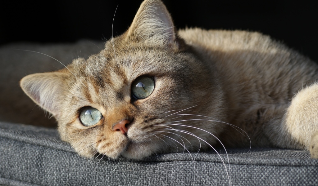 Красивый породистый зеленоглазый кот лежит на кровати