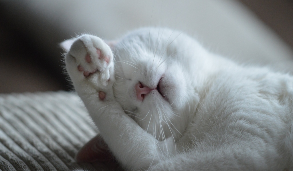 Красивый белый кот спит на кровати 