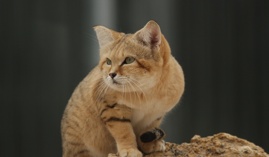 Красивый дикий барханный кот 