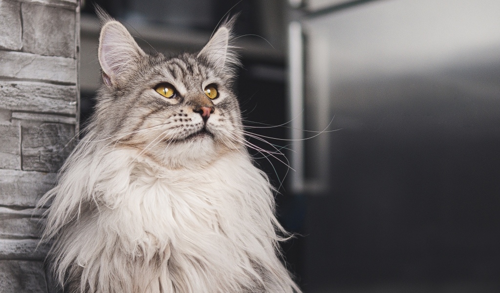 Большой красивый серый мейнкун 