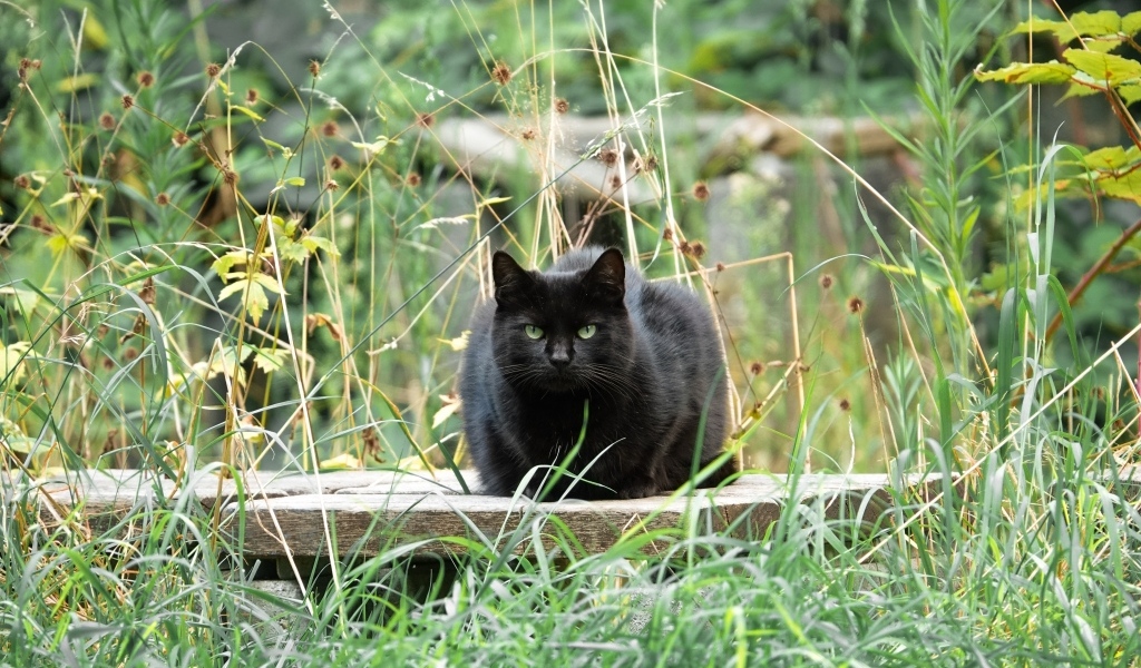 Большой черный кот сидит в зеленой траве
