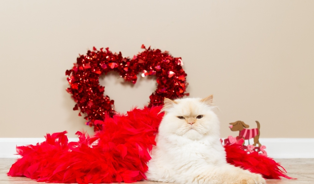 Большой пушистый кот с красным сердцем