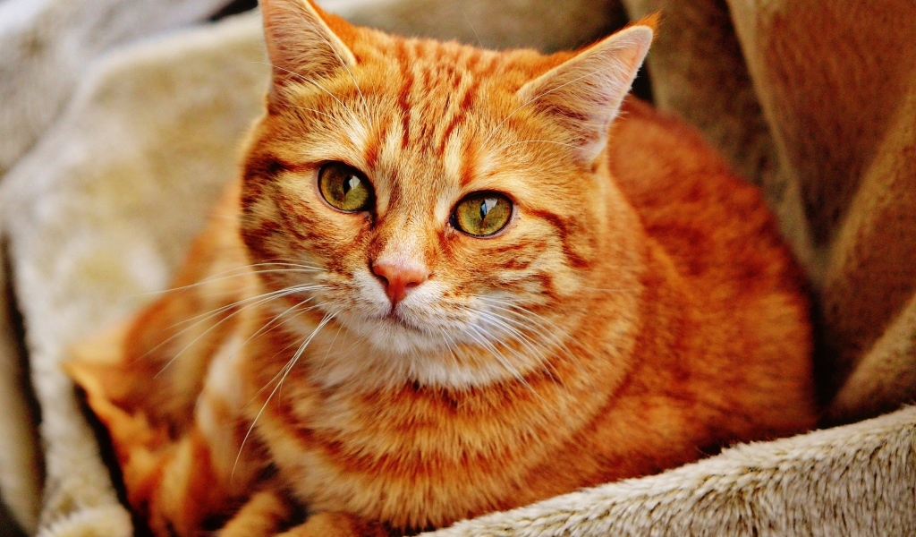 Большой рыжий кот лежит в ящике