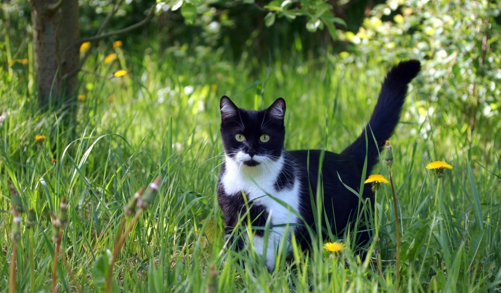Black and white cat in green grass