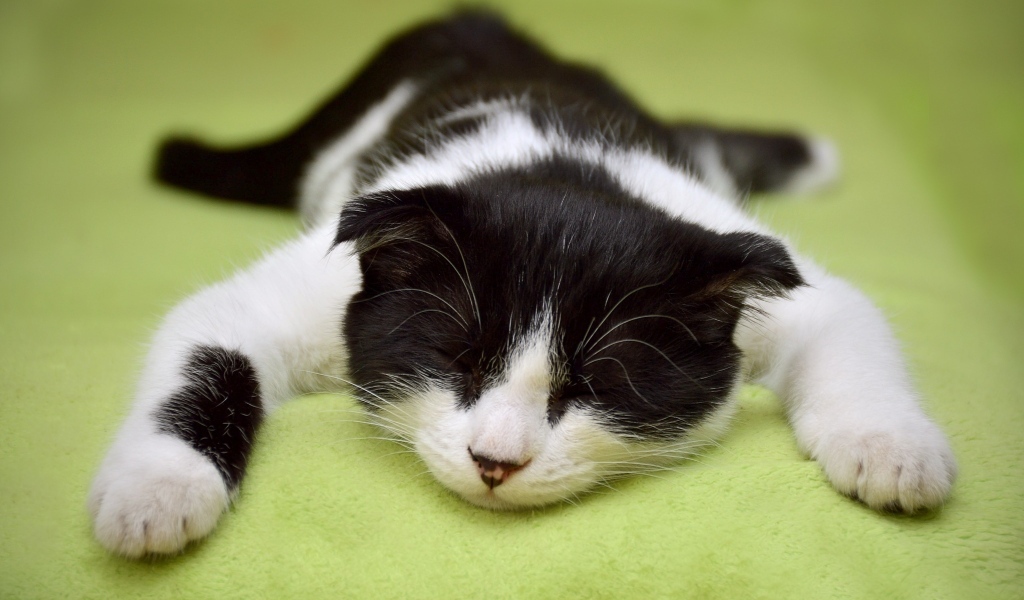 Черно-белый домашний кот спит на кровати