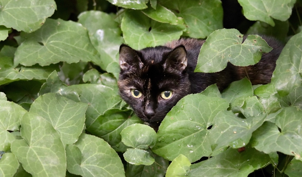Черная кошка прячется в зеленых листьях
