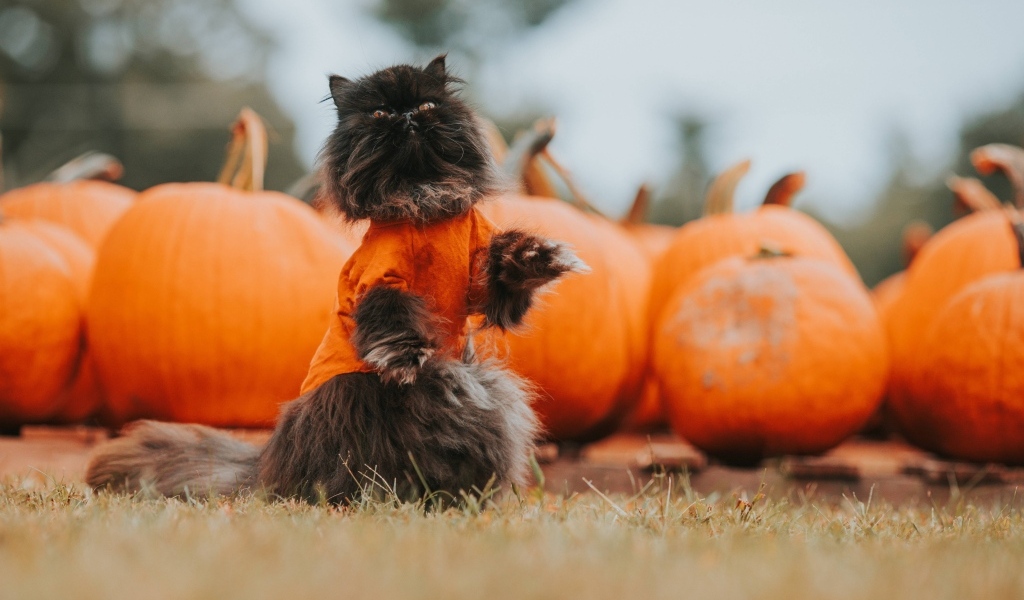 Черный кот с тыквами