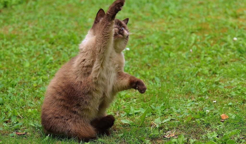 Котенок британской короткошерстной кошки с поднятой лапой