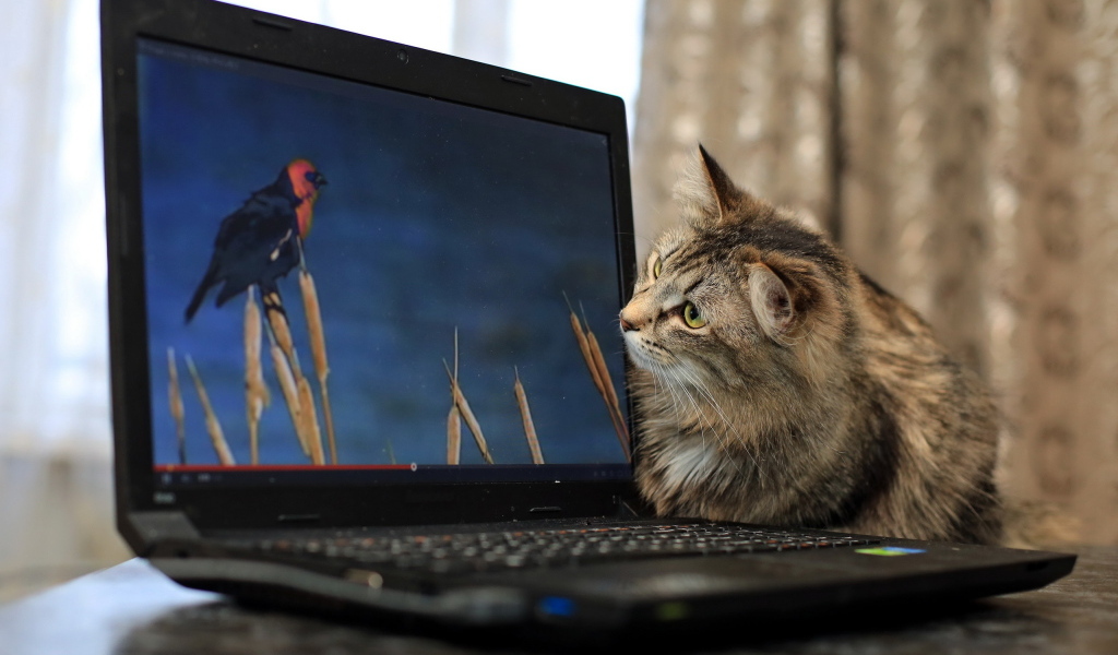 Любопытный серый кот с ноутбуком