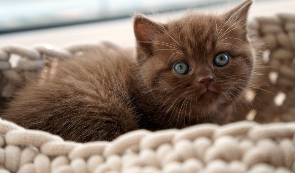 Милый котенок породы британская короткошерстная