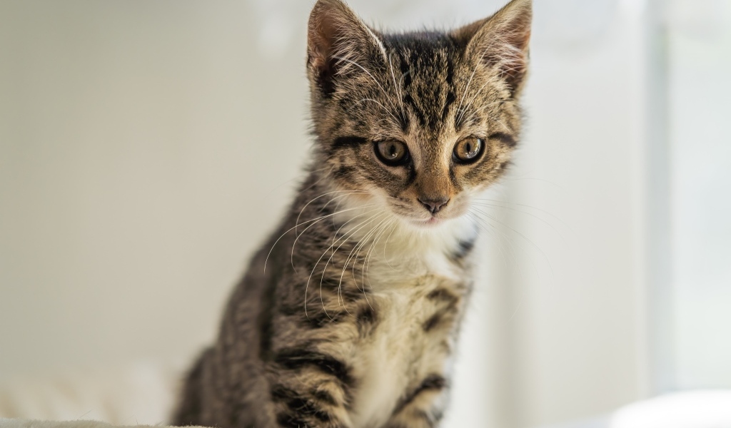 Милый серый котенок сидит на кровати