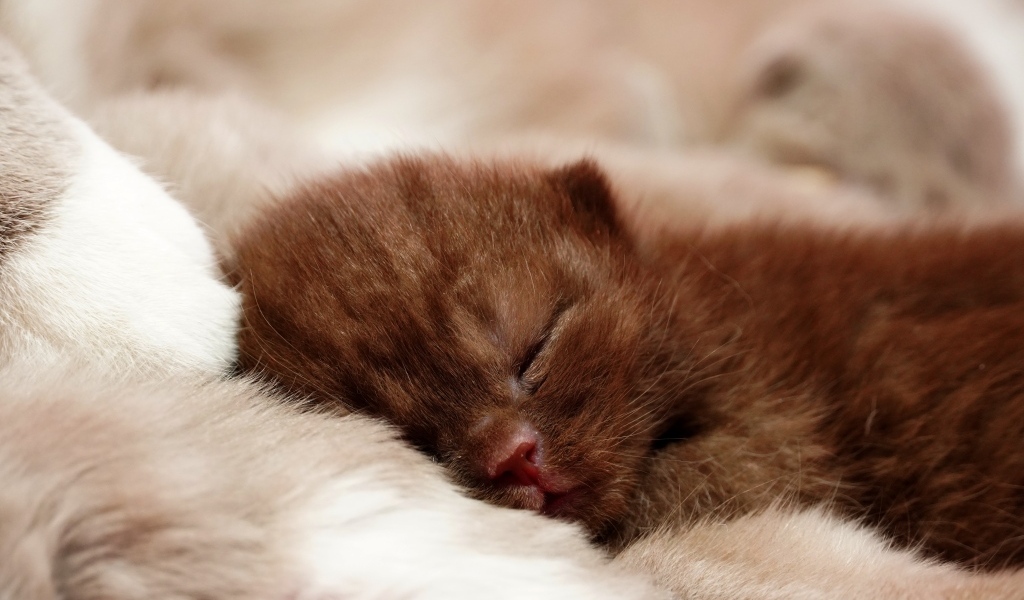 Милый спящий коричневый котенок