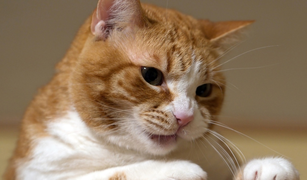 Недовольный рыжий кот крупным планом